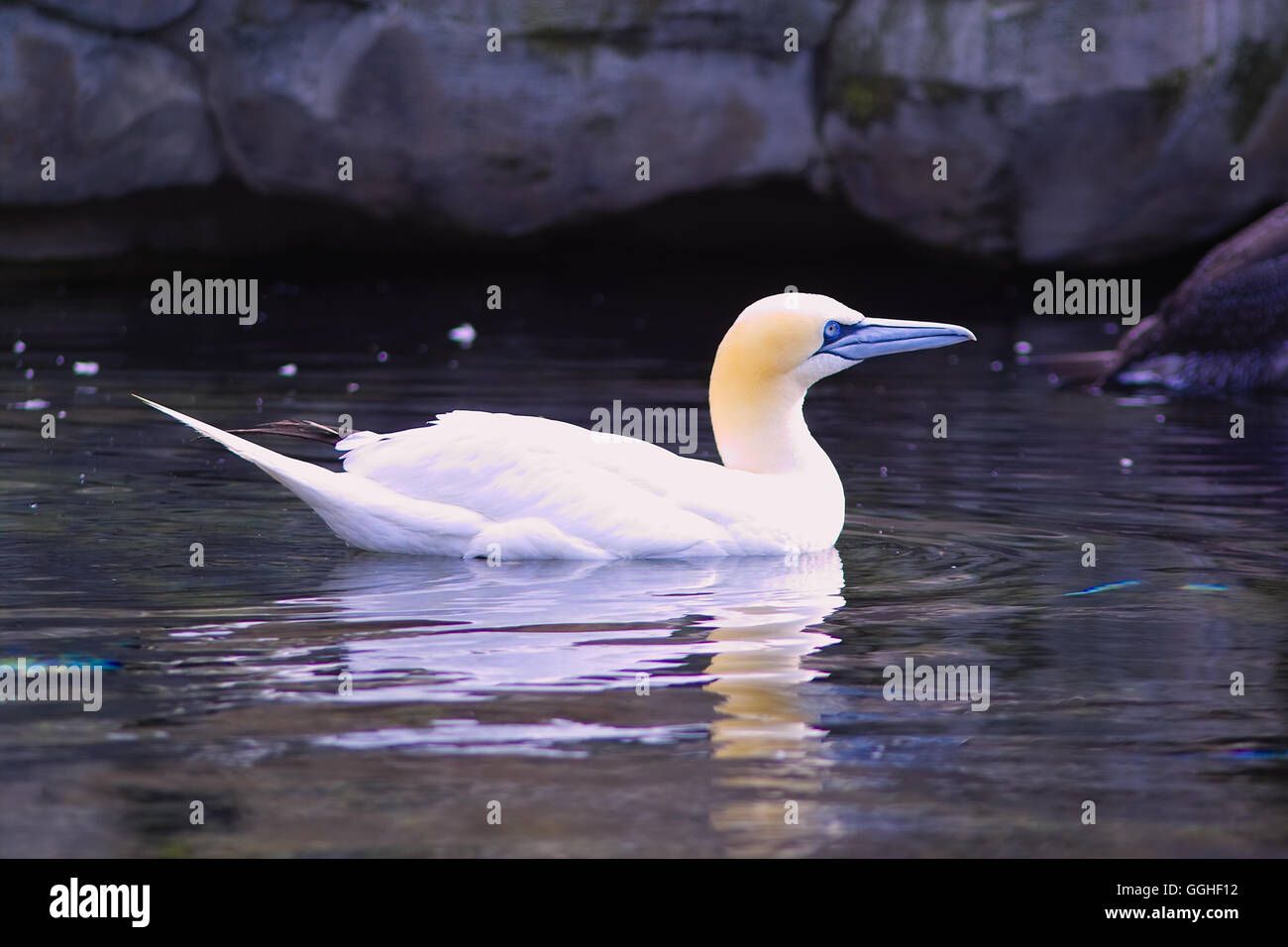 Northern gannet / Basstoelpel (Morus bassanus) seabird, seevogel Stock Photo