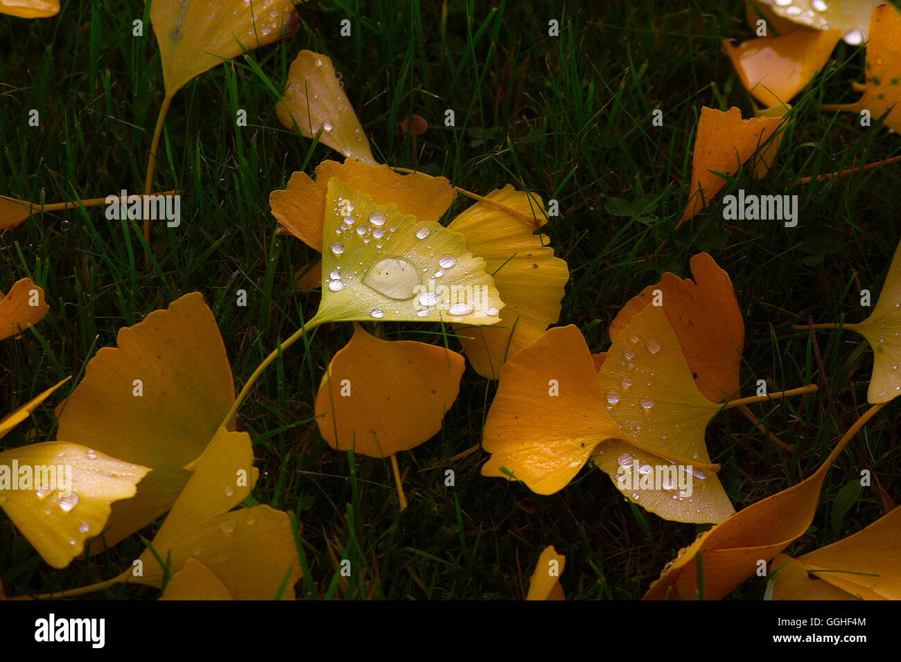 Autumn Ginkgo, Gingko leaf with raindrops / Herbstlaub des Ginkgo mit Regentropfen (Gingko biloba) Stock Photo