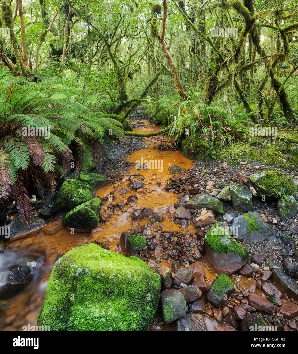 Forest with ferns and stream, Fiordland National park, Southland, South Island, New Zealand Stock Photo