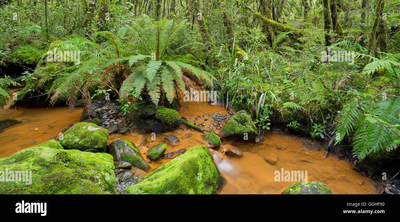 Forest with ferns and stream, Fiordland National park, Southland, South Island, New Zealand Stock Photo