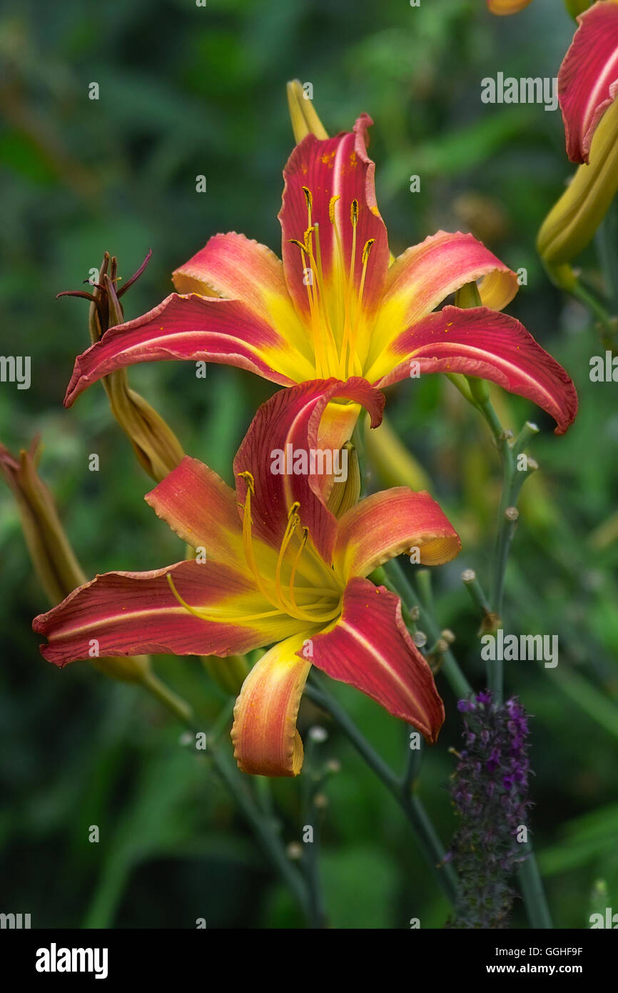 Yellow-red Daylily / Gelb-rote Taglilie (Hemerocallis Hybrid), Perennial, Stock Photo