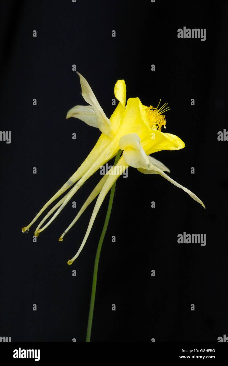 Yellow Rocky-Mountain-Colombine / Rocky Mountain Akelei 'Yellow Queen' (Aquilegia caerulea), gelbe blüte, yellow flower, Stock Photo