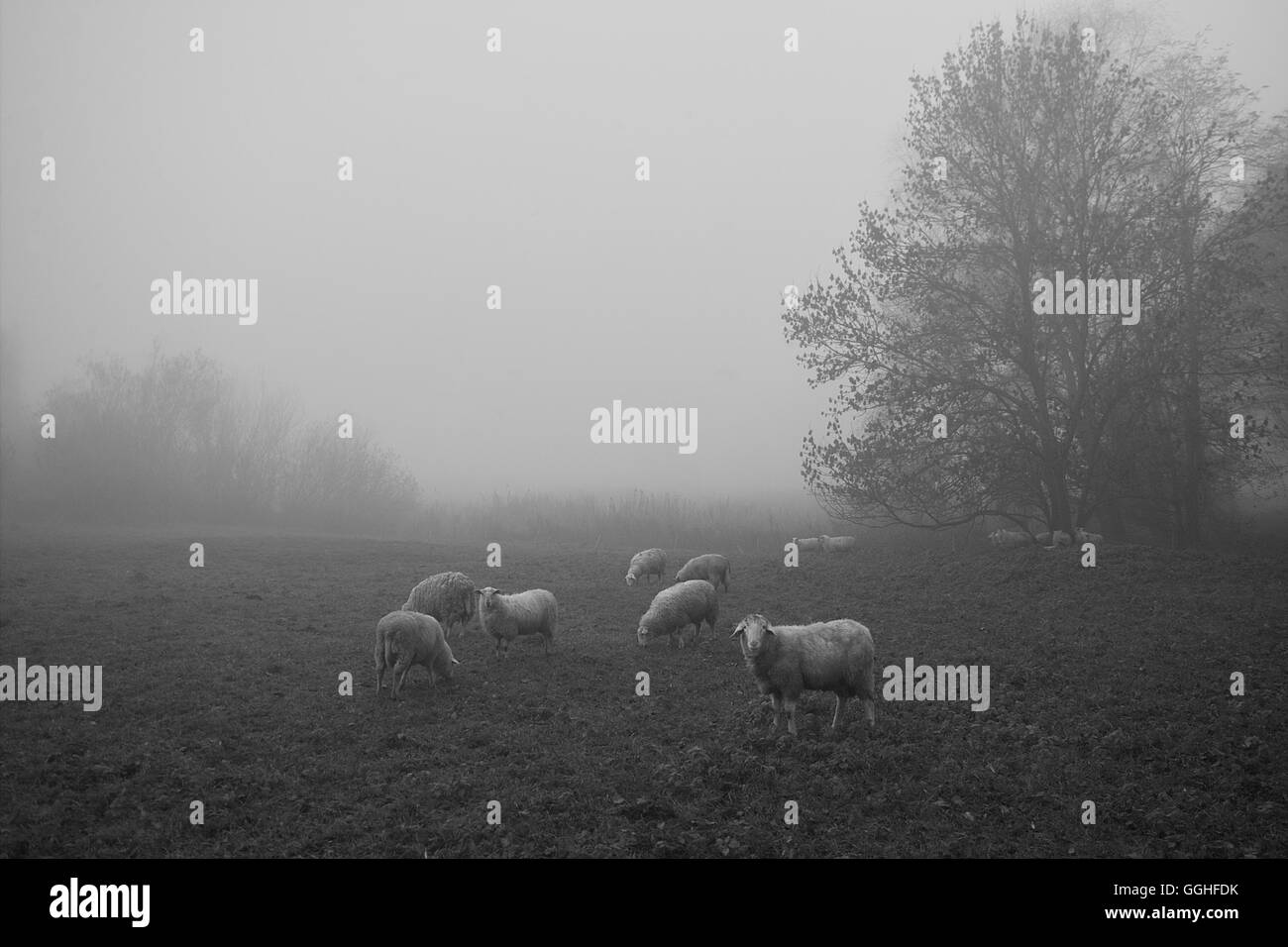 Fog landscape with sheeps, black-white photo, Nebel Landschaft mit Schafen, früher Morgen, schwarz-weiß foto Stock Photo