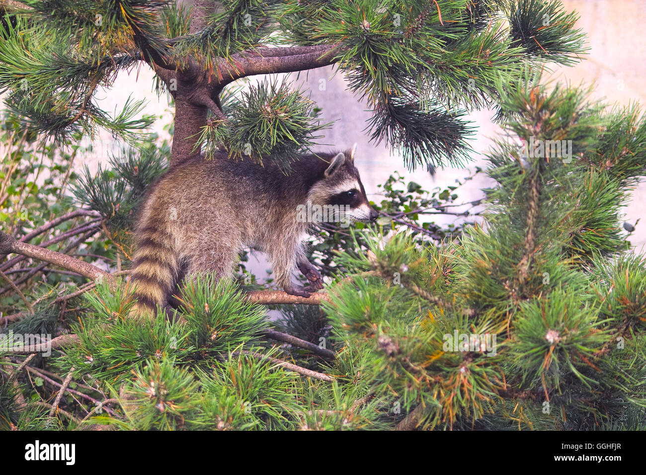 North American Racoon, Raccoon / Nordamerikanischer Waschbär (Procyon lotor) animal, bear, fauna, waschbär, bär, tier Stock Photo