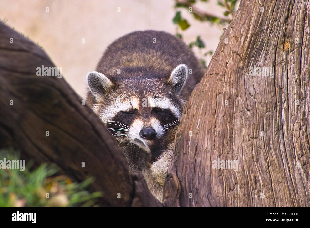 North American Racoon, Raccoon / Nordamerikanischer Waschbär (Procyon lotor) animal, bear, fauna, waschbär, bär, tier Stock Photo