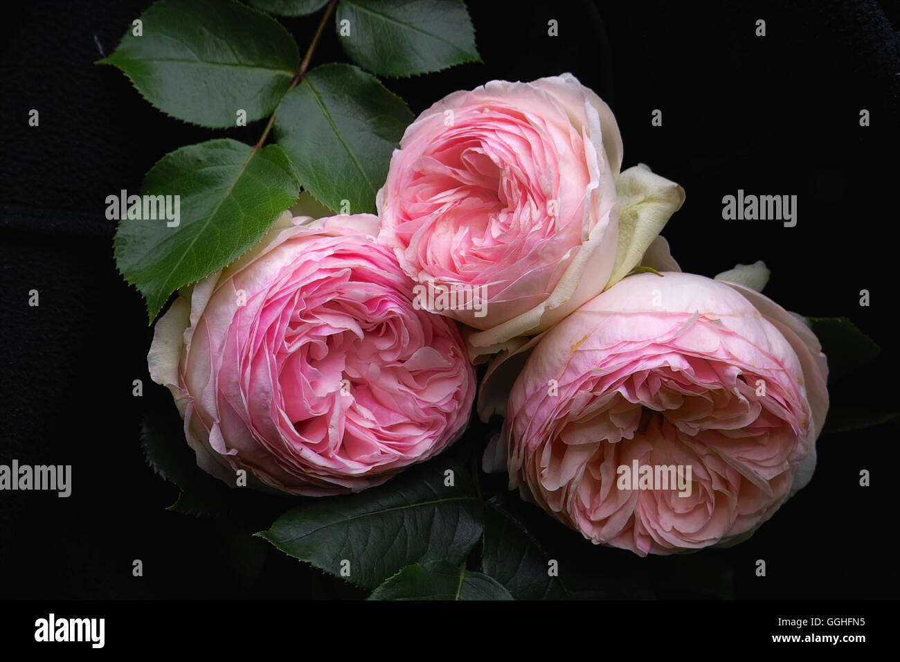 Pink double Rose / Gefüllte rosa Rose 'Eden Rose'  double, Eden Rose, rose, double flowered, double, roses, pink rose, antique, Stock Photo