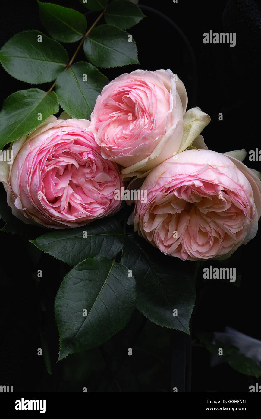 Pink double Rose / Gefüllte rosa Rose 'Eden Rose'  double, Eden Rose, rose, double flowered, double, antique, vintage Stock Photo