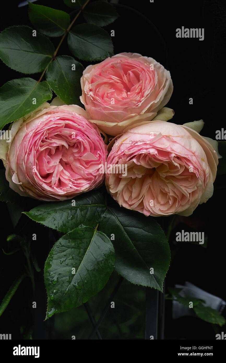 Pink double Rose / Gefüllte rosa Rose 'Eden Rose'  double, Eden Rose, rose, double flowered, vintage, pink rose, antique, Stock Photo