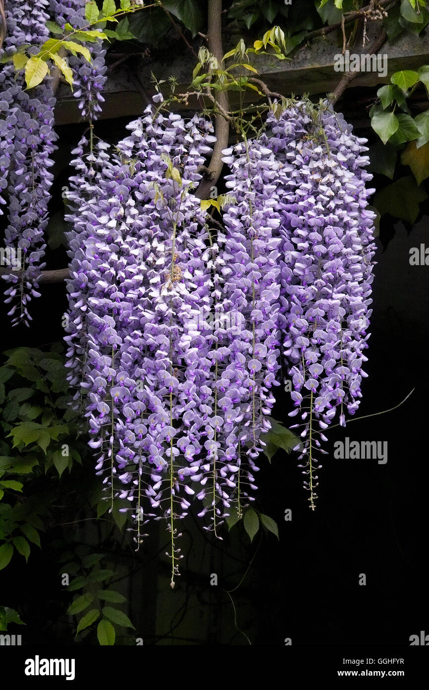 Wisteria, Water Wisteria, Chinese Wisteria, Climbing Wisteria / Blauregen,  Kletterpflanze (Wisteria sinensis Stock Photo - Alamy
