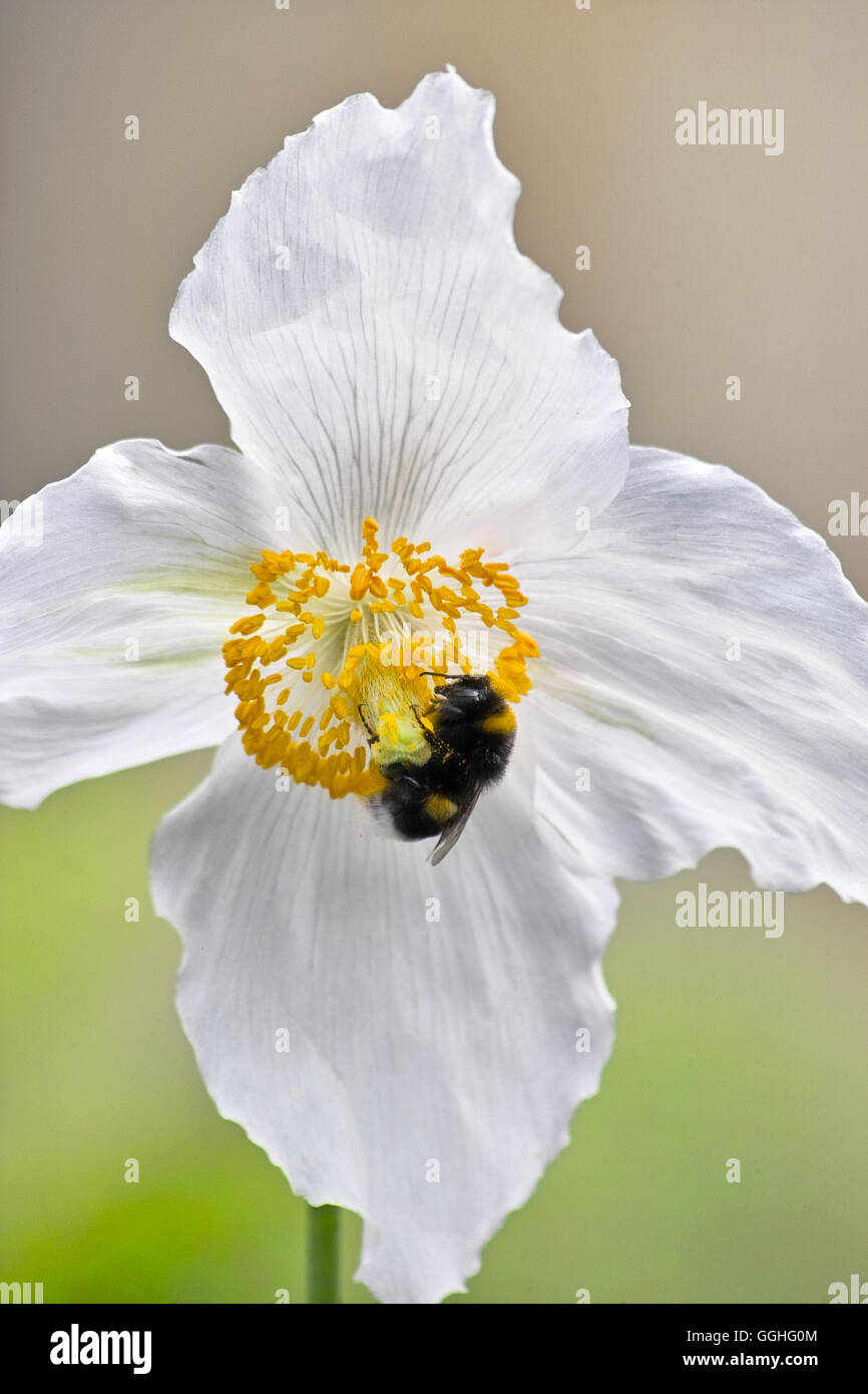 White Himalayan Poppy, White Tibetan Poppy, white form / Scheinmohn (Meconopsis betonicifolia Alba, Meconopsis baileyi Alba) Stock Photo