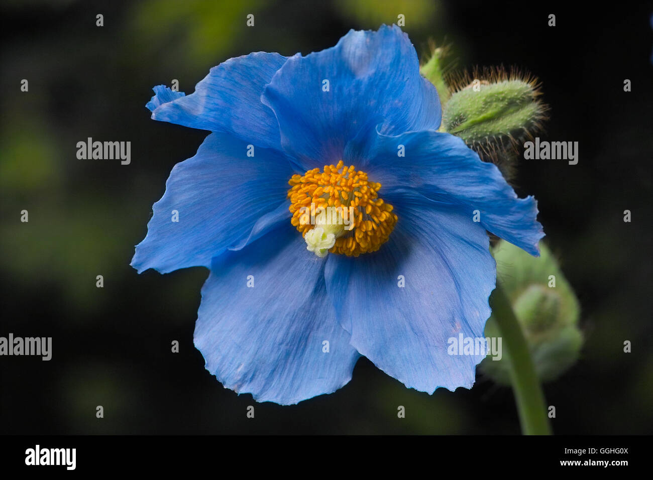 Himalayan Poppy, Tibetan Poppy / Blauer Scheinmohn, Großer Scheinmohn (Meconopsis grandis, Meconopsis x sheldonii) Stock Photo