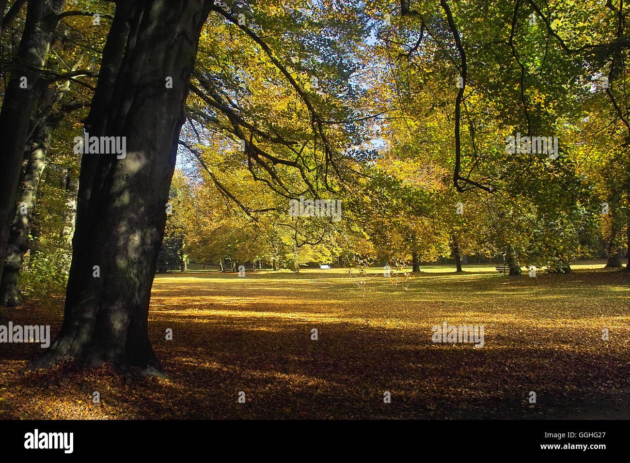 Autumn colors / Herbstfarben in Knoops Park, Bremen-St. Magnus, Germany Stock Photo