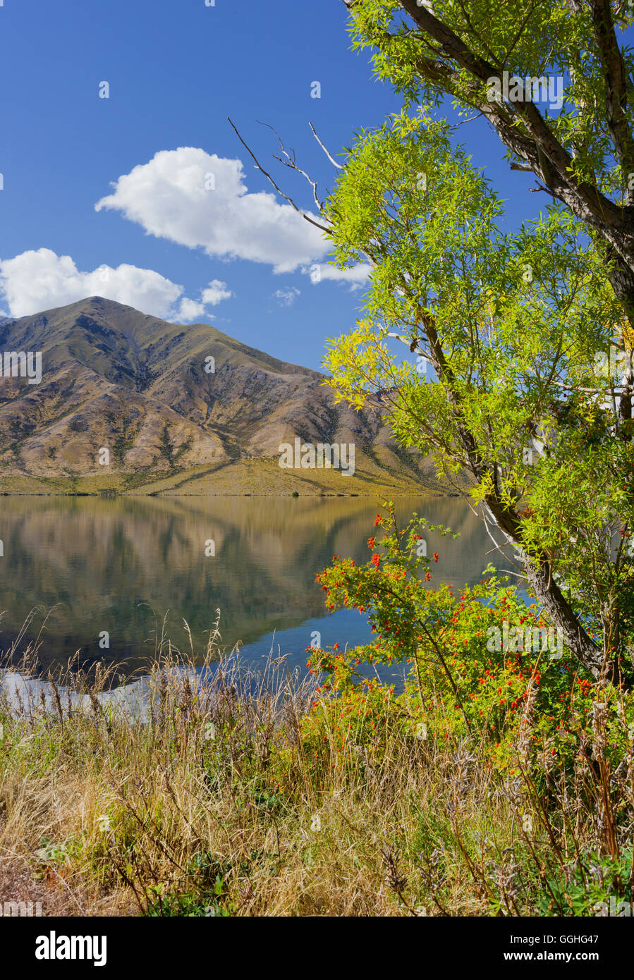 Trees along the lake shore, Lake Benmore, Otago, South Island, New