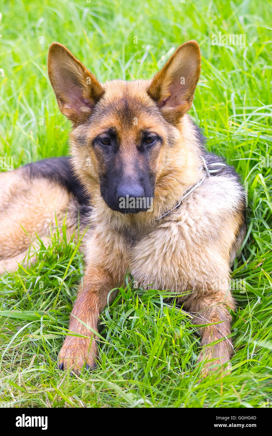 Young German Shepherd, Dog on grass / Deutscher Schäferhund Welpe Stock Photo
