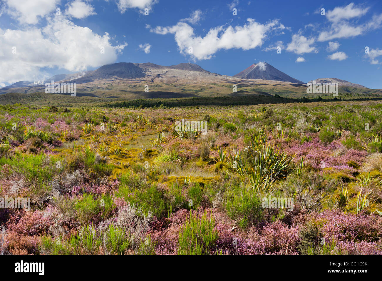 Flowering heather (Ericaceae), Mount Ngauruhoe, Tongariro Nationalpark, Manawatu-Manganui, North Island, New Zealand Stock Photo