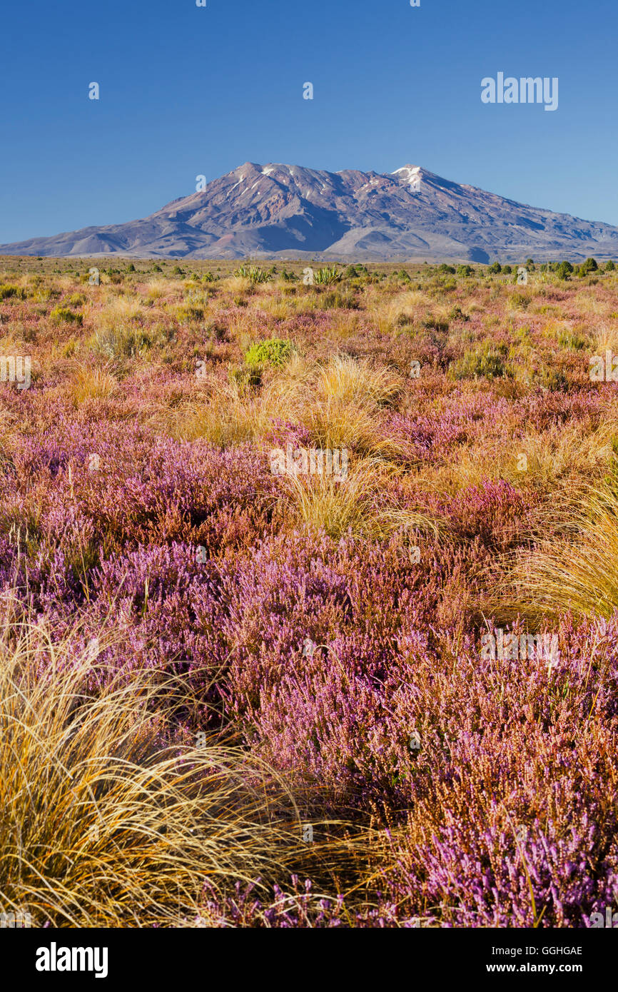 Mount Ngauruhoe, flowering heather (Ericaceae), Tongariro National park, Manawatu-Manganui, North Island, New Zealand Stock Photo