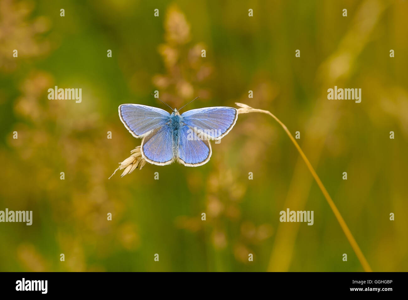 Common Blue butterfly (Male) / Hauhechel-Blaeuling (Polyommatus icarus) Stock Photo