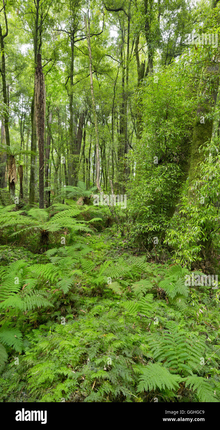 Ferns, Whirinaki Forest Park, Bay of Plenty, North Island, New Zealand Stock Photo