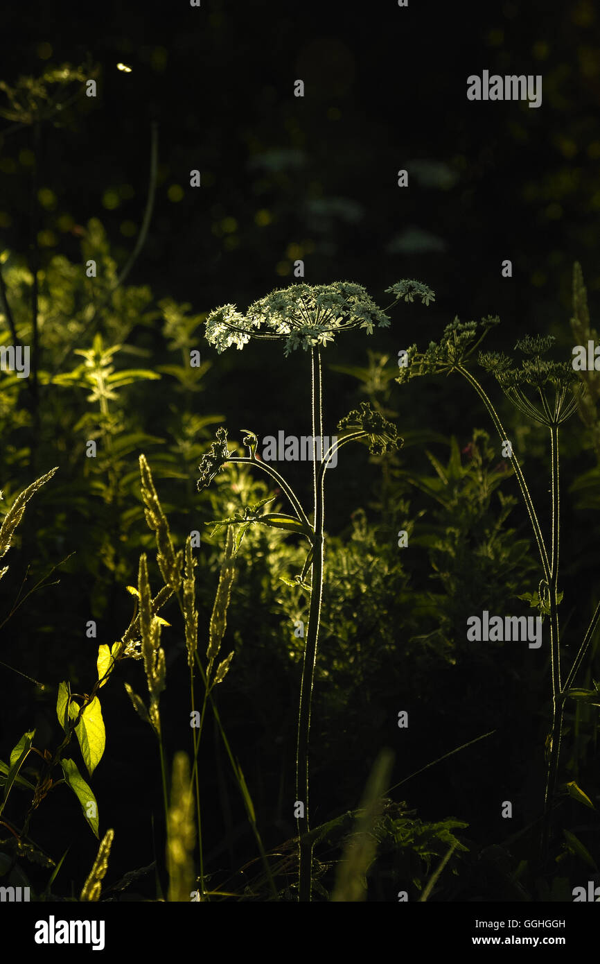 Wildflowers in backlit, Cow Parsnip, Eltrot / Wiesenbaerenklau (Heracleum sphondylium) Stock Photo