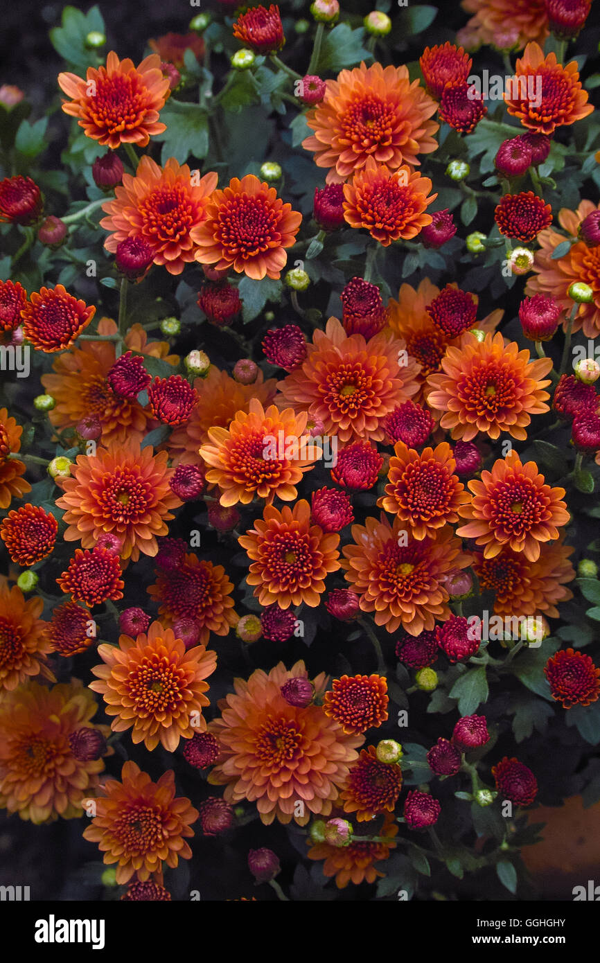 HerbstChrysantheme / Costmary, Chinese Aster, Chrysanthemum, Mum