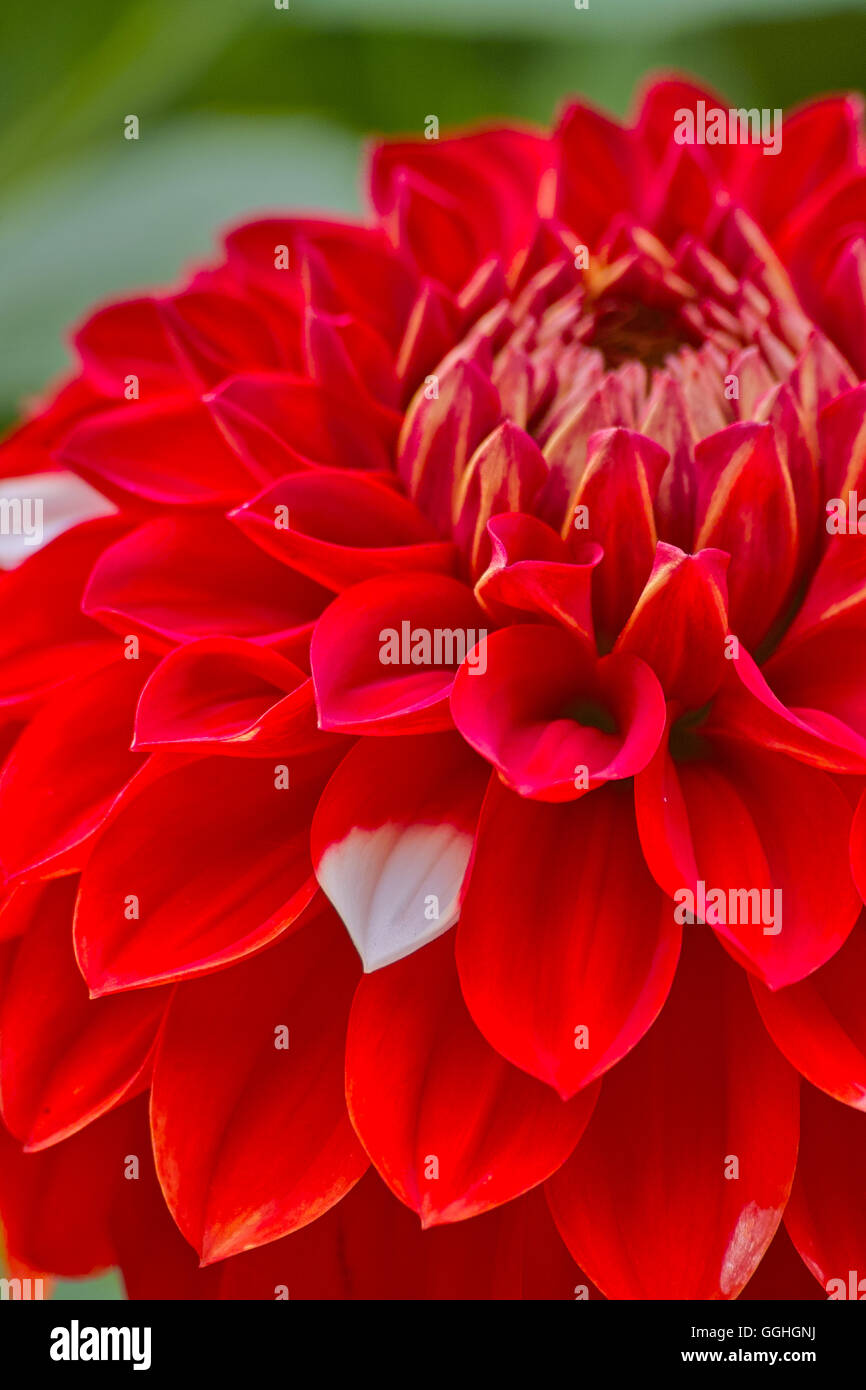 Red Dahlia / Rote Dahlie, Knospenmutation / bud mutation of 'Hapet Joker' with one white flower leaf (Dahlia Hybrid) Stock Photo