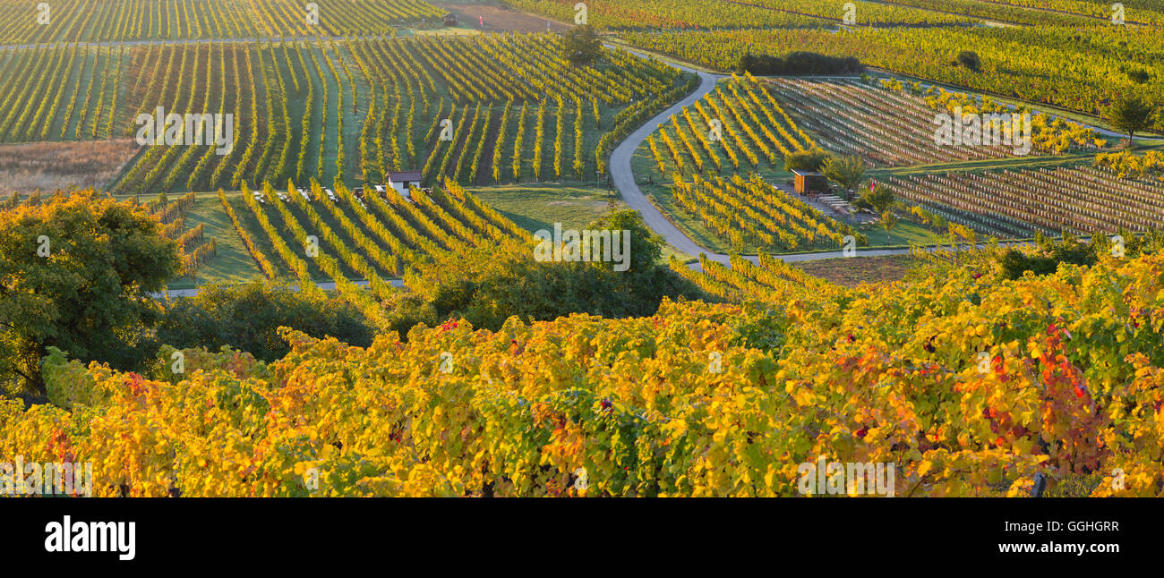 Vineyards vienna austria hires stock photography and images Alamy