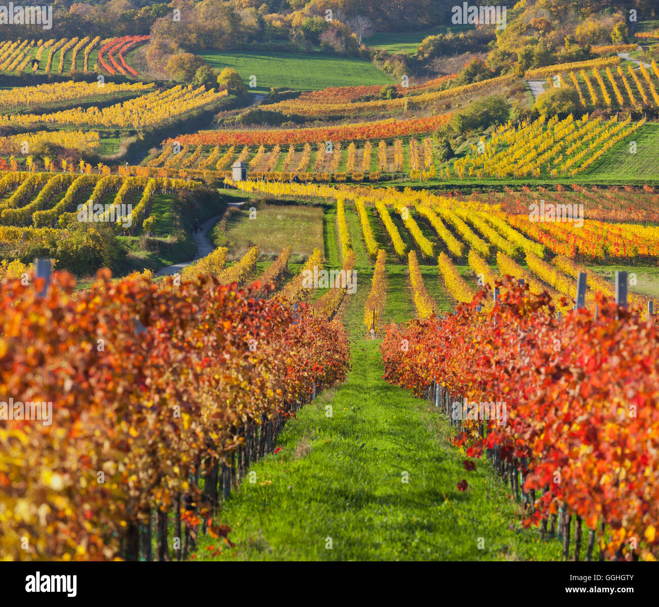 Autumnal vines, vineyards, Baden near Vienna, Southern Wiener Becken, Wienerwald, Lower Austria, Austria Stock Photo