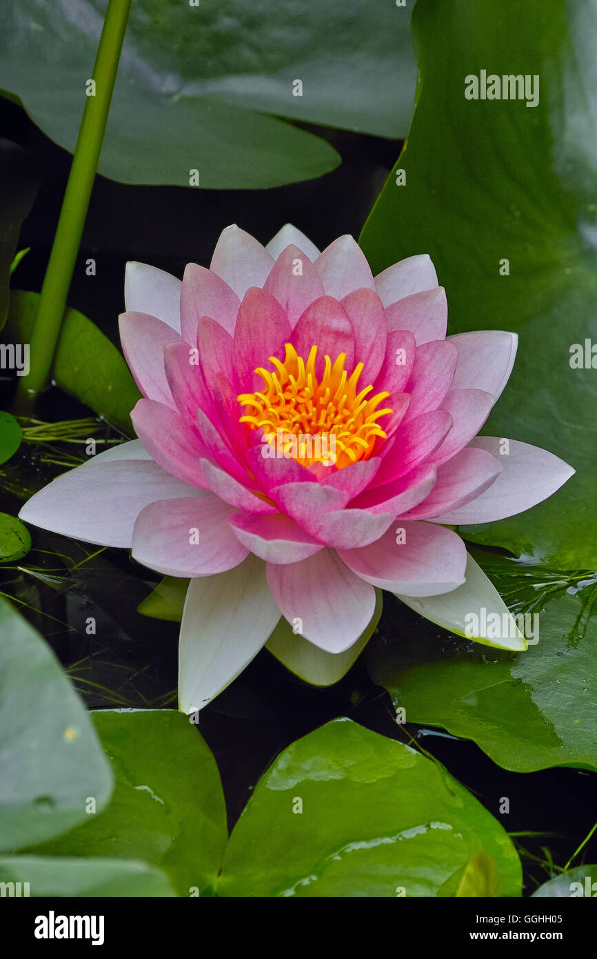 Dobbies Garden Centre Pond Plants informacionpublica.svet.gob.gt