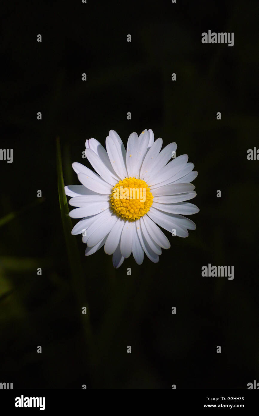 Daisy (Bellis perennis) with dark background  daisy flower, daisy white, daisy, daisys, bellis perennis, Stock Photo