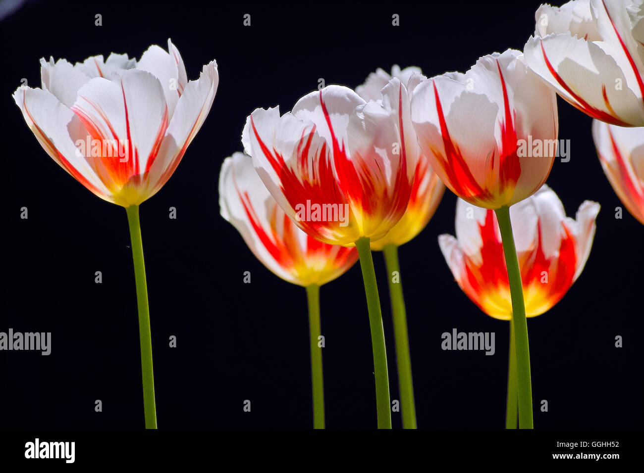 Tulip / Tulpe 'Ice Follies' (Tulipa hybr.), Stock Photo