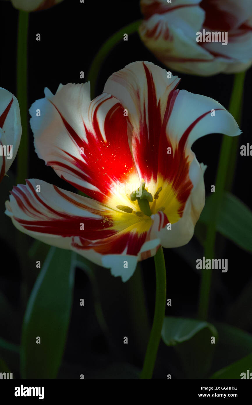 Tulipa Red Striped Tulip Flower High Resolution Stock Photography and ...