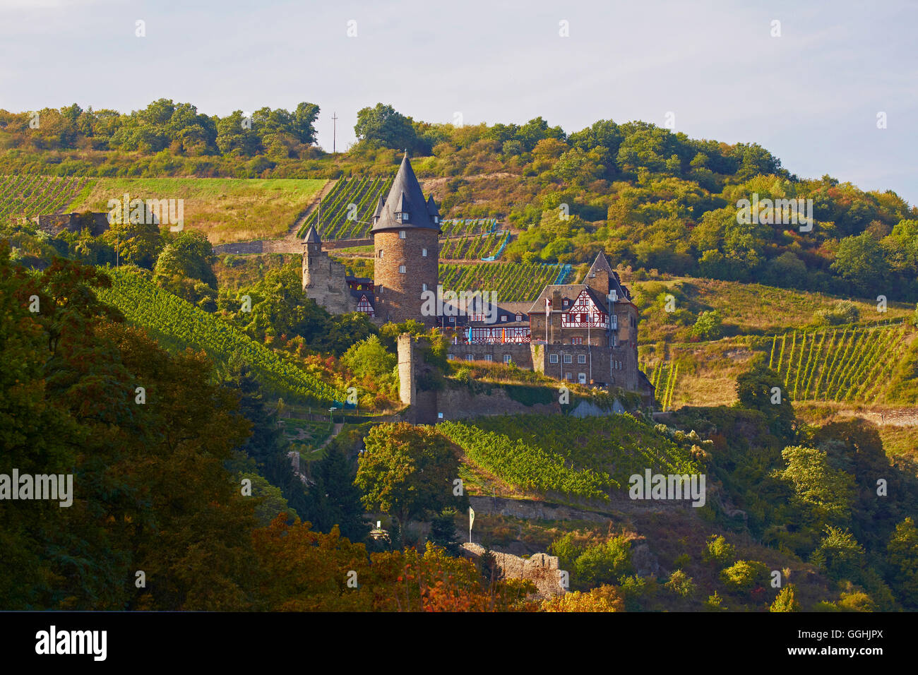 View of Burg Stahleck and vineyards, Bacharach, Mittelrhein, Middle Rhine, Rhineland-Palatinate, Germany, Europe Stock Photo