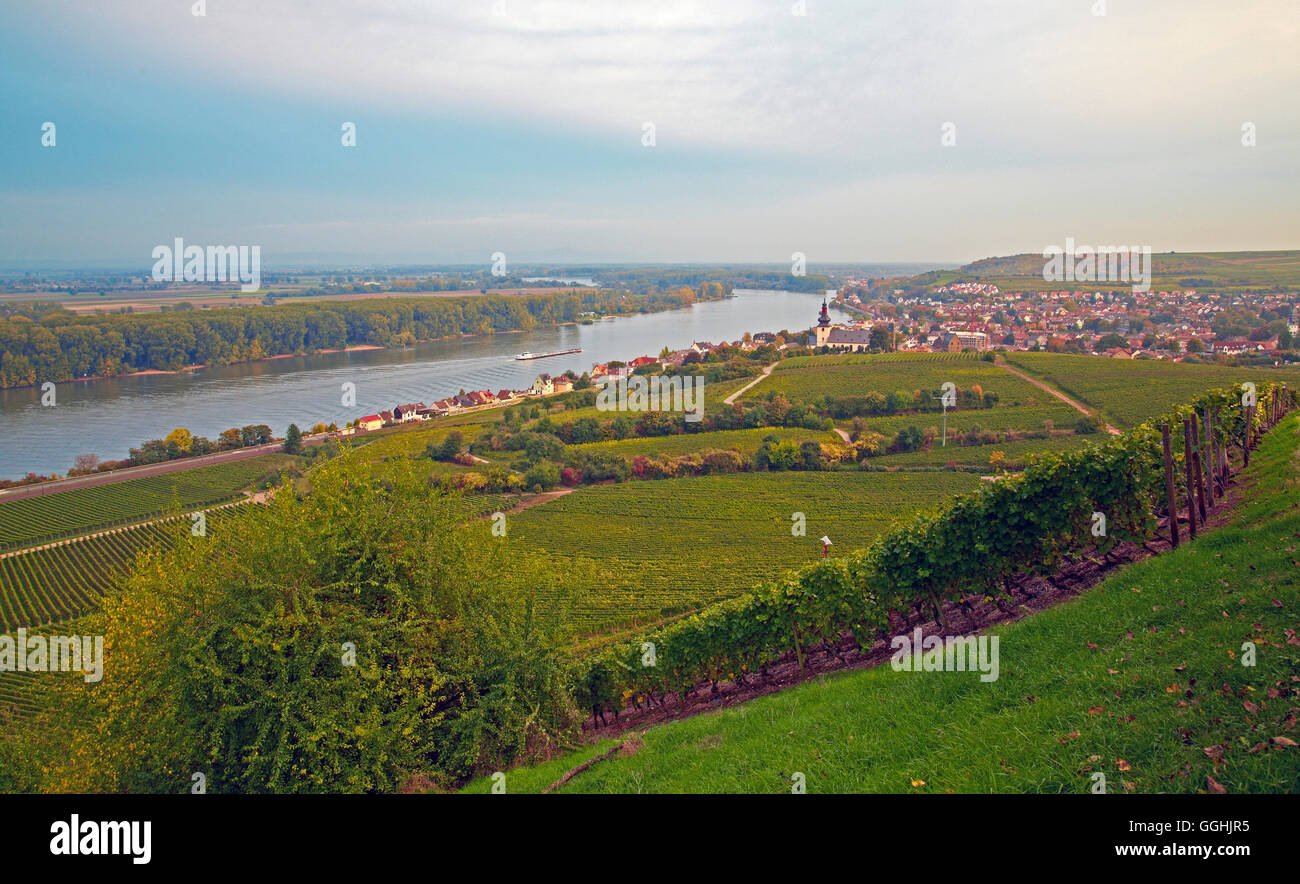 View across vineyards, St. Kilian's church and the river Rhine at Nierstein, Oberrhein, Upper Rhine, Rhineland - Palatinate, Ger Stock Photo