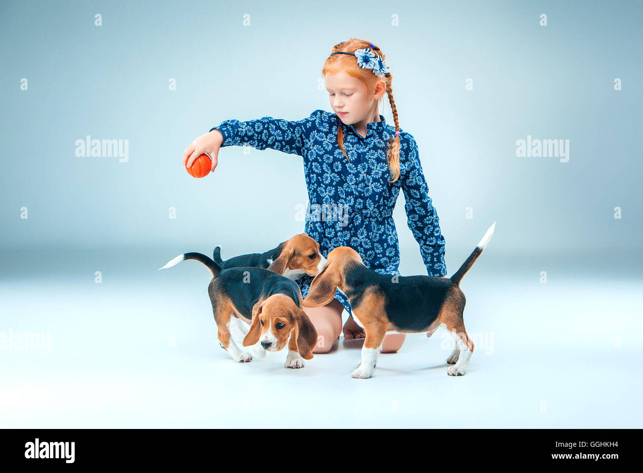 The happy girl and beagle puppies on gray background Stock Photo