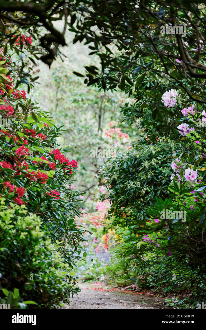 Minterne Gardens, Dorset, England, Great Britain Stock Photo