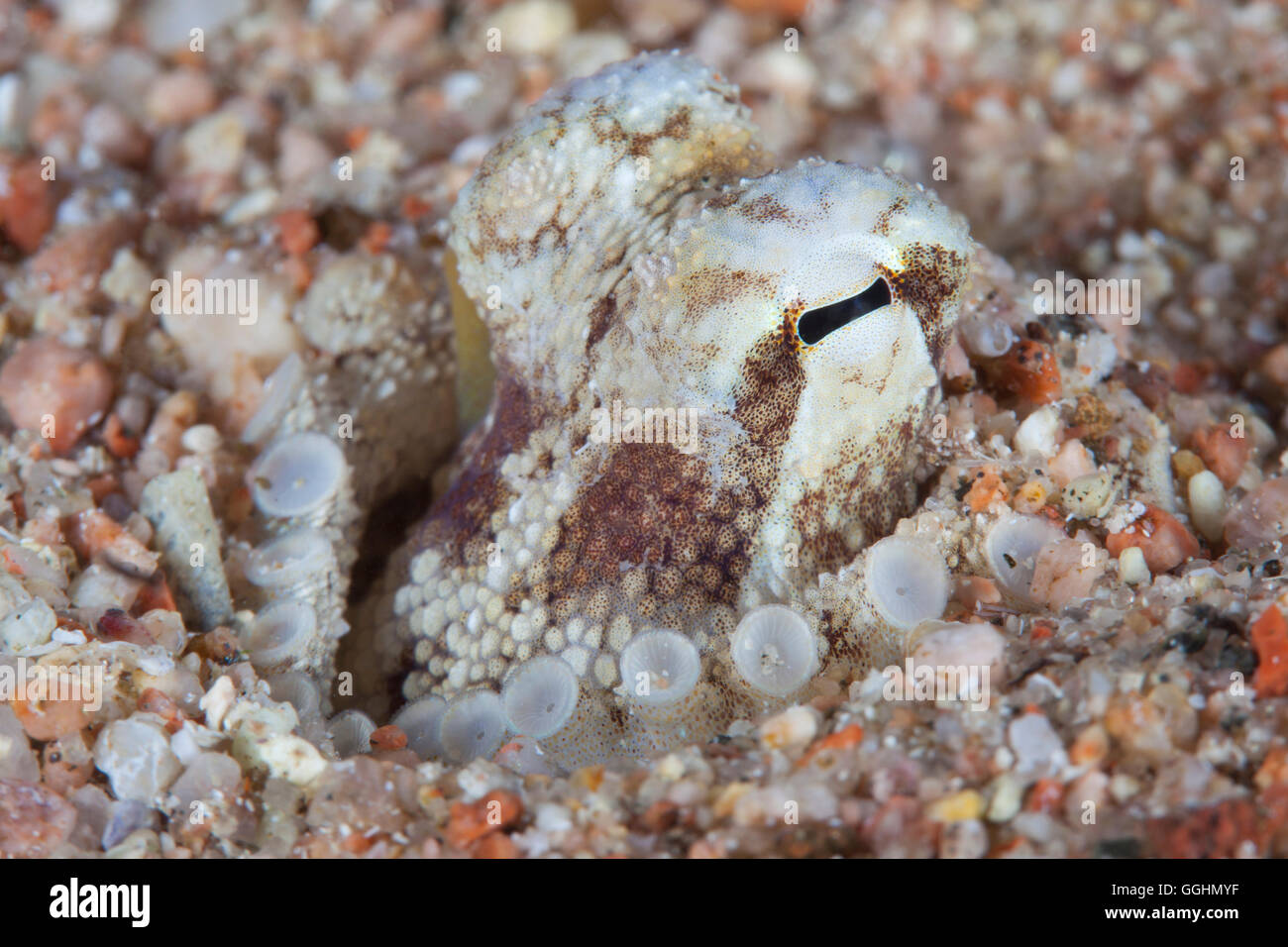 Juvenile Sand Octopus Stock Photo Alamy