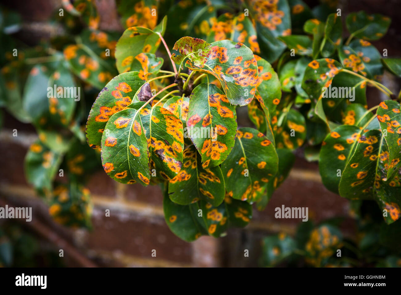 Peach leaf curl (Taphrina deformans), a fungal disease which causes distorted leaves, making them fall prematurely Stock Photo