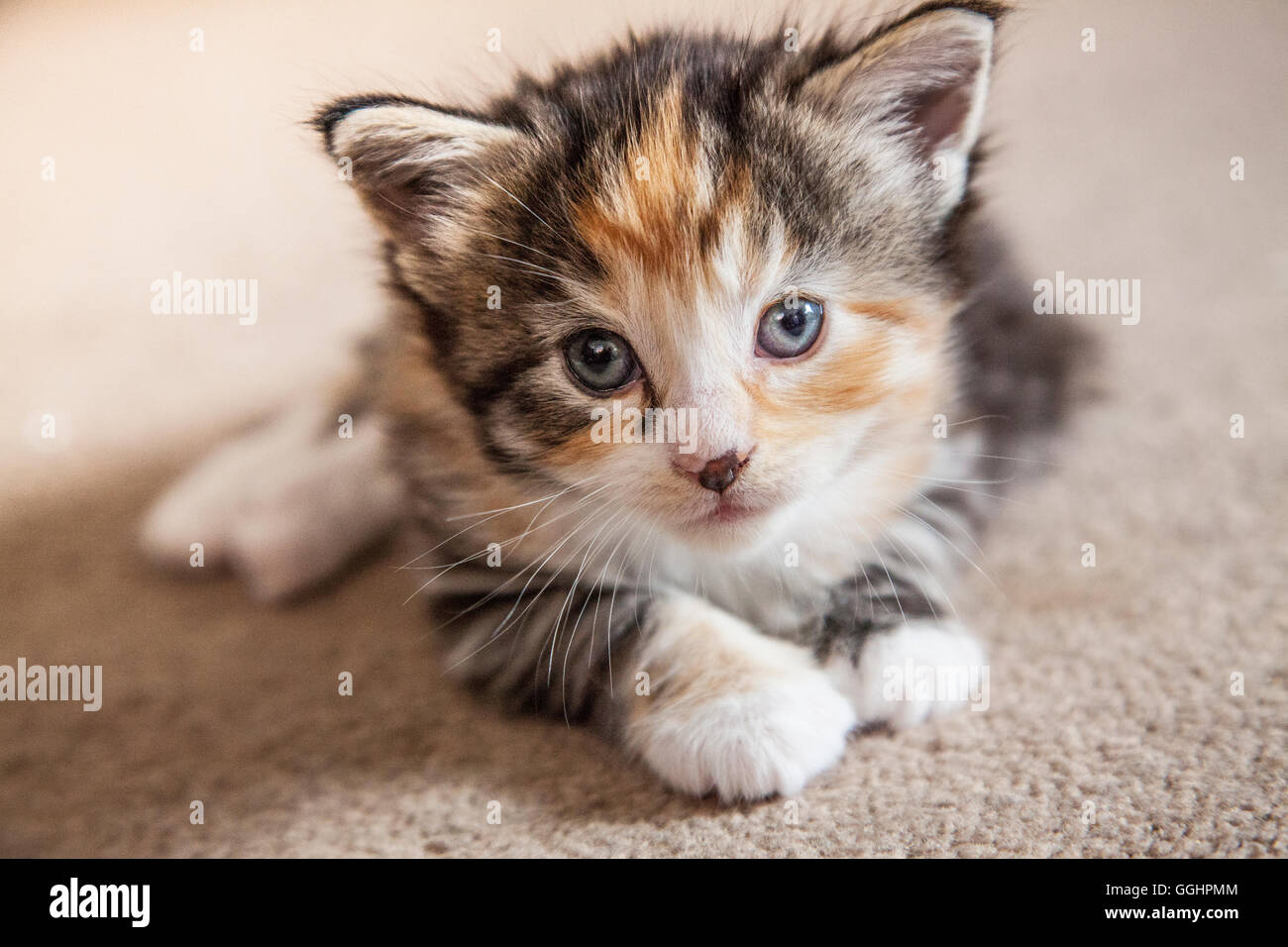 Four week old half Maine Coon kitten Stock Photo Alamy