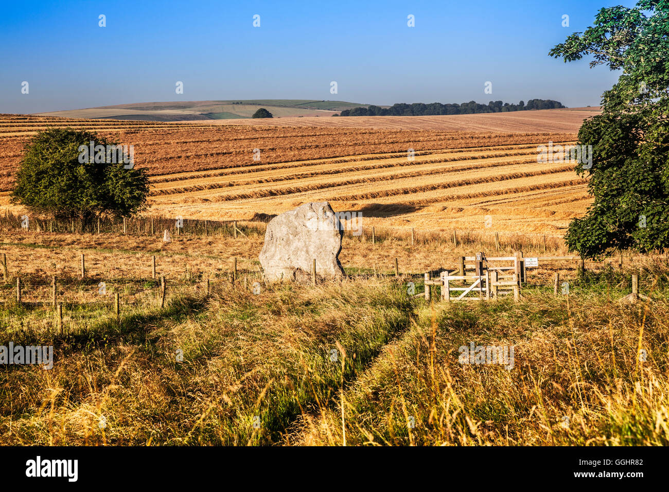 Sarsen stone in the fields at Avebury, Wiltshire. Stock Photo