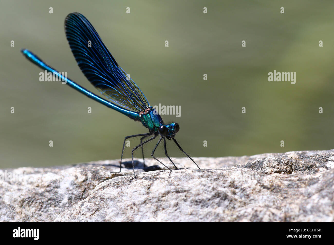 Damsel dragonfly, Calopteryx Virgo, sunbathing on a rock by a pond Stock Photo