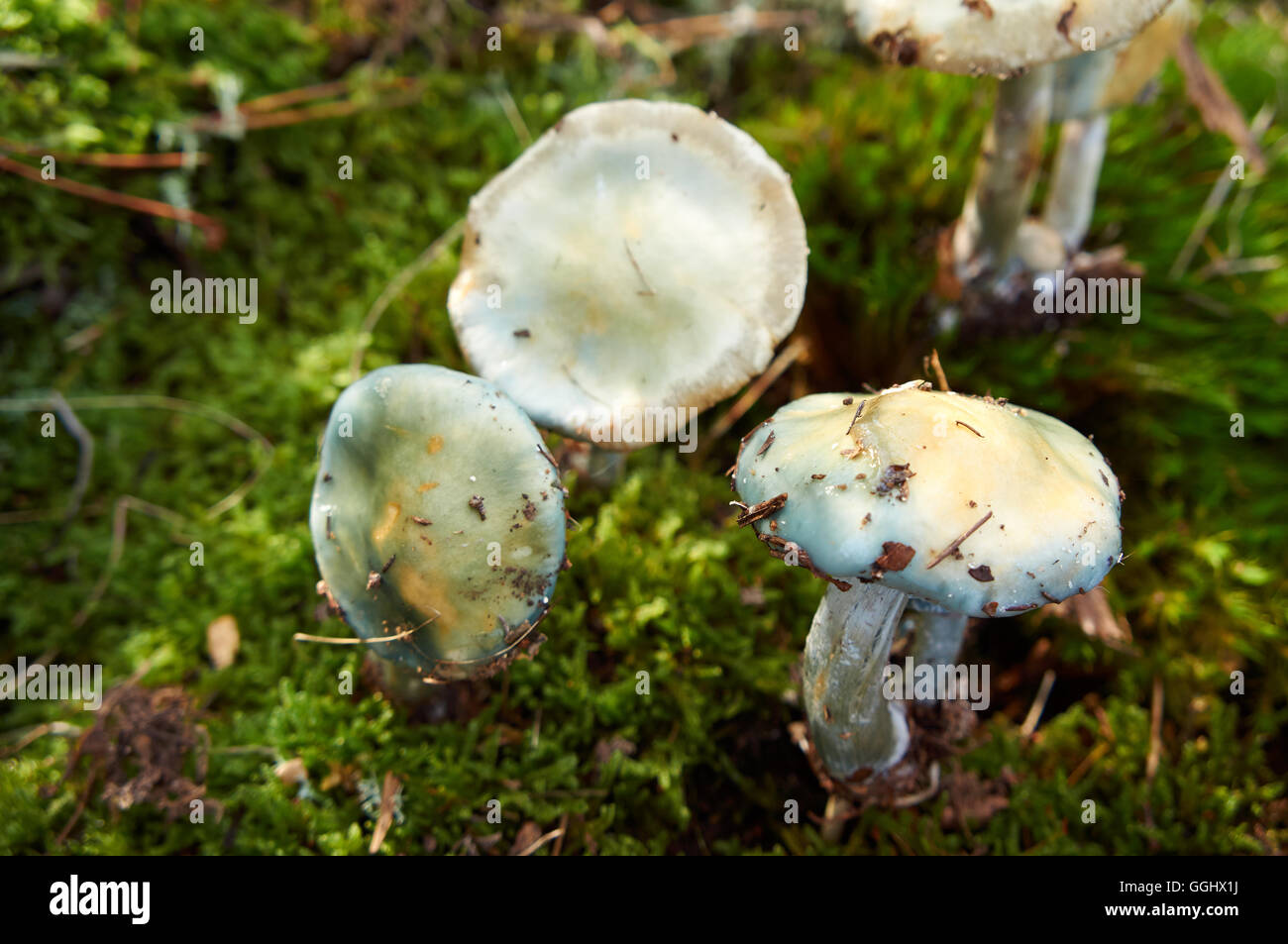 forest mushroom over moss Stock Photo