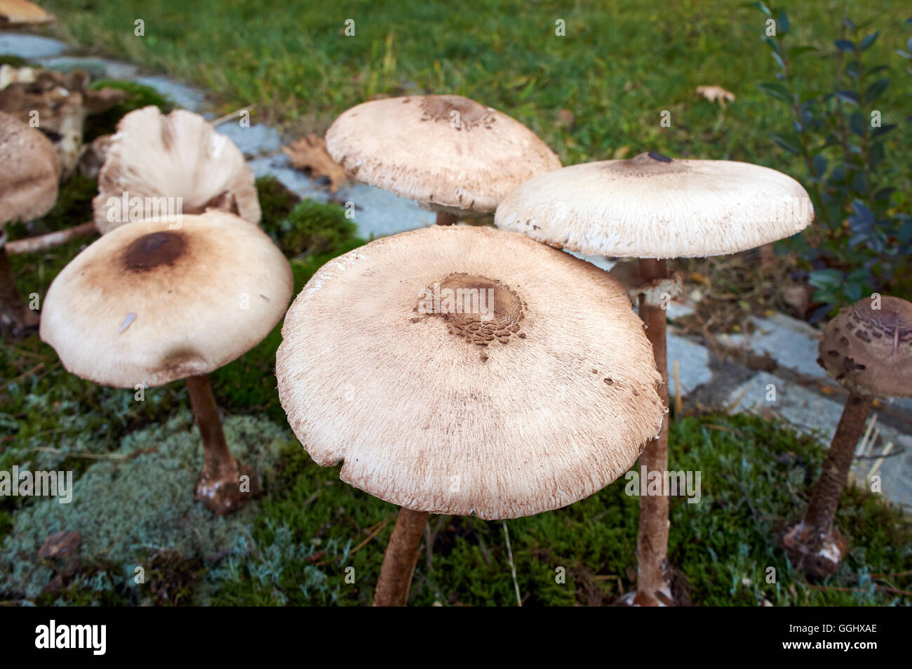 forest mushroom over moss Stock Photo