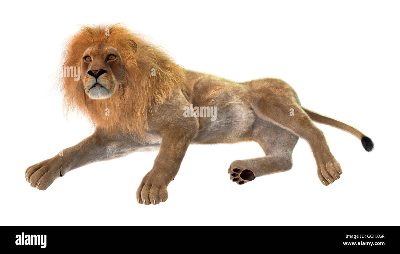 3D rendering of a male lion isolated on white background Stock Photo