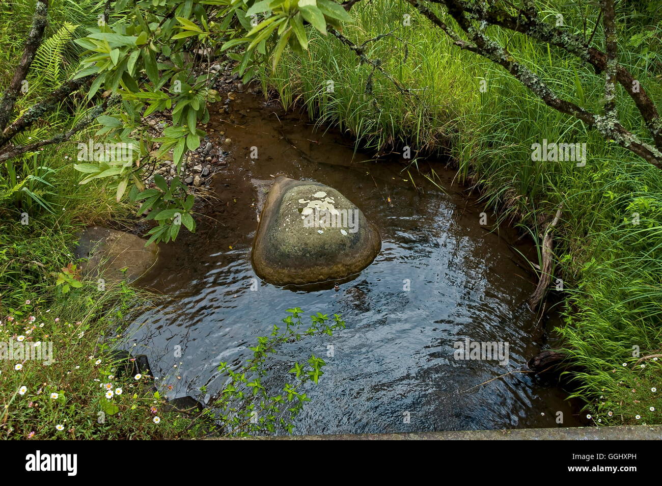 Pond in Royal Natal National Park in Drakensberg, South Africa Stock Photo