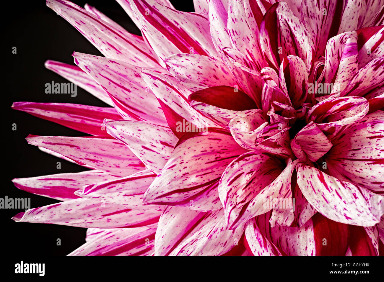 Red,pink and white dahlia on black. Stock Photo