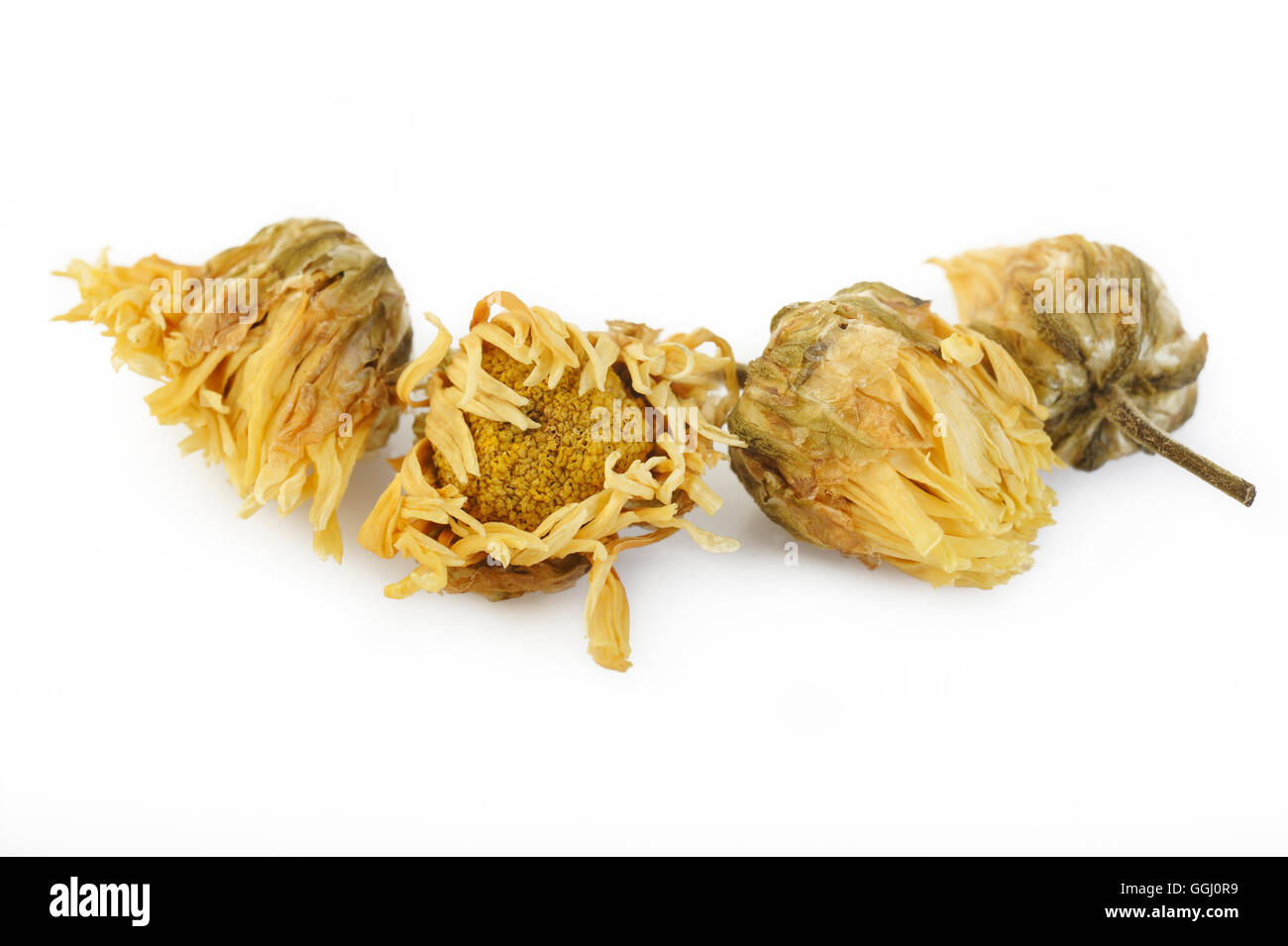 dried chrysanthemum flowers on white background Stock Photo Alamy