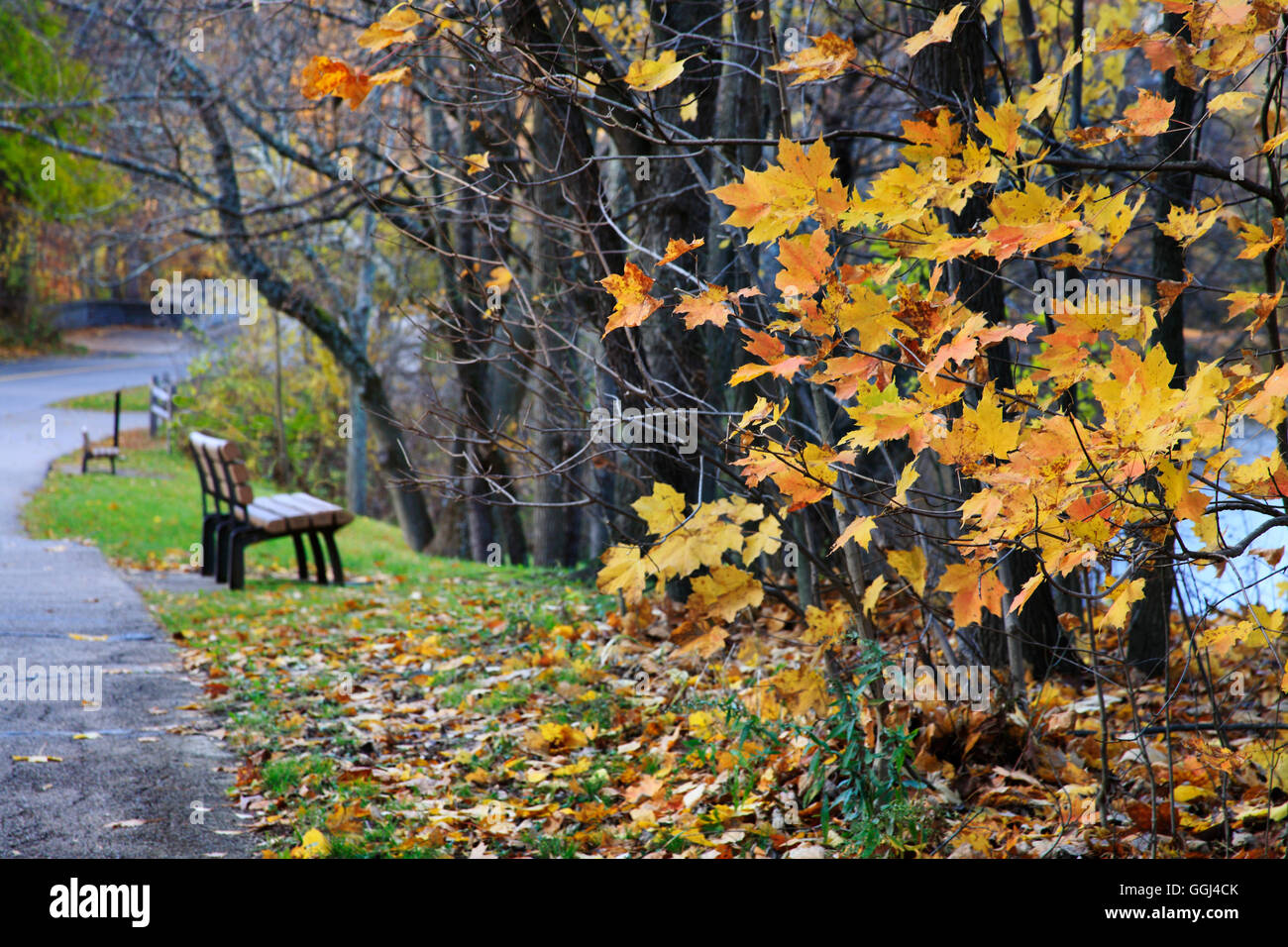 The remaining yellow leaves and a park bench along a walking path on a wet and rainy late autumn day, Sharon Woods, Ohio, USA Stock Photo