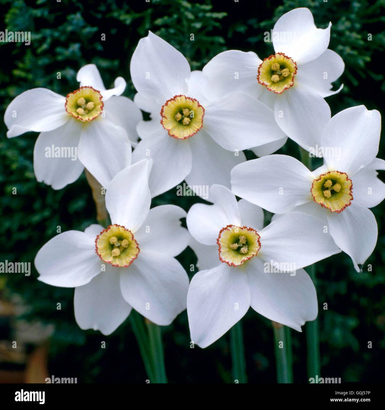 Narcissus poeticus - Pheasant's-Eye Narcissus   BUL049866 Stock Photo