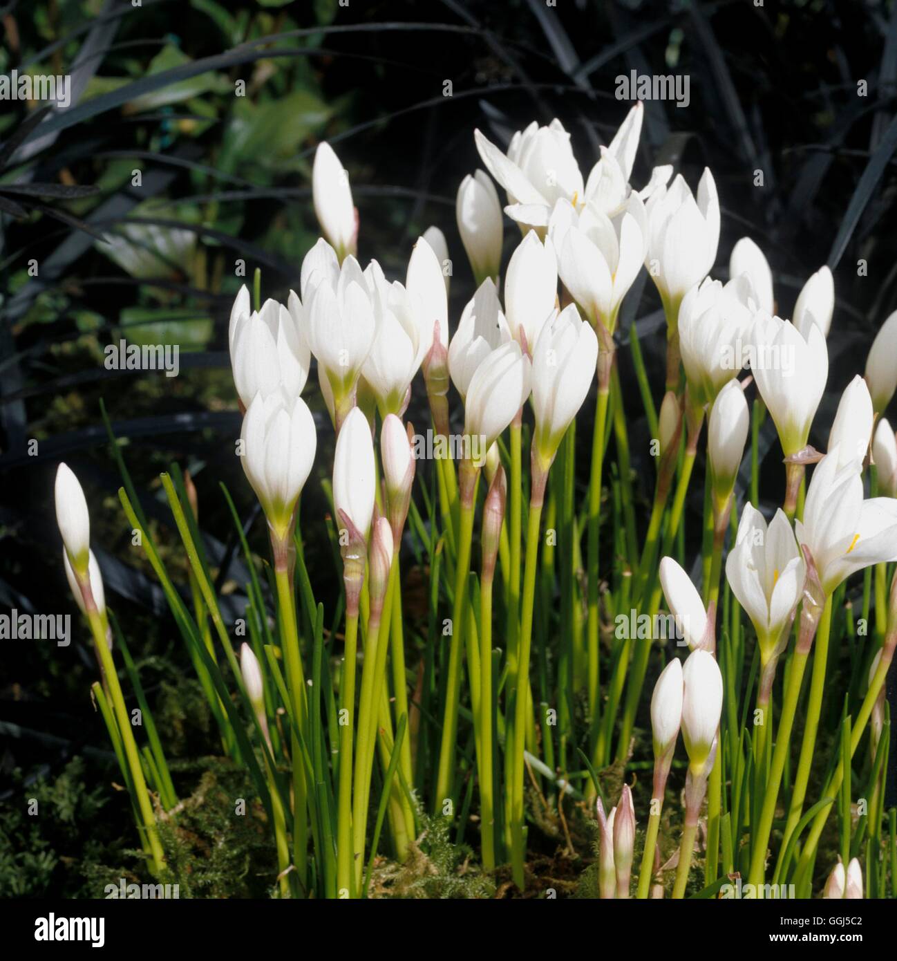 Zephyranthes candida Date 30.06.08 BUL064695 Stock Photo Alamy