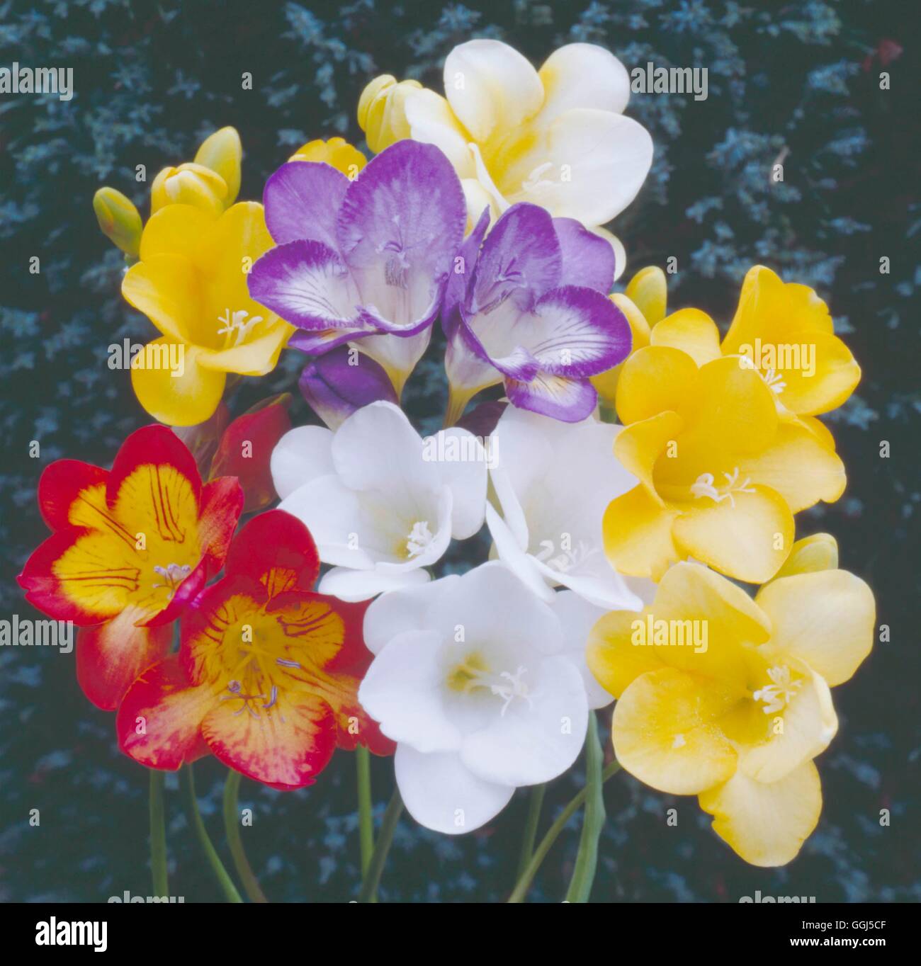 Freesia mixed BUL066251 Stock Photo Alamy